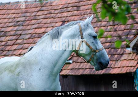 Weißes Pferd mit Halfter im Seitenprofil, im Freien in der Nähe der rustikalen roten Dachscheune, flache Tiefe des Feldes mit grünen Blättern Bokeh. Stockfoto