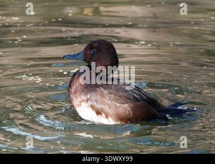 Ferruginöse Ente, ferruginöse Pochard, weißäugige Pochard, Moorente, Fuligule nyroca, Aythya nyroca, cigányréce Stockfoto