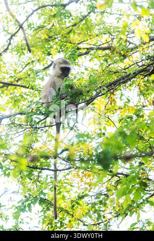 Kleiner und niedlicher Vervet-Affe, der hoch oben auf dem Baum in der Nähe der Victoria Falls, Simbabwe, nach Essen sucht Stockfoto