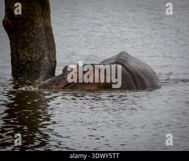 Das Nilpferd ist teilweise in ruhiges Wasser getaucht Stockfoto