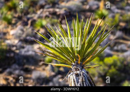 Nahaufnahme einer Joshua Tree Pflanze, die in der kalifornischen Wüste des Joshua Tree National Park wächst Stockfoto