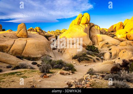 Die Felsformationen werden am Skull Rock Trail im Joshua Tree National Park, Kalifornien, von der Morgensonne beleuchtet Stockfoto