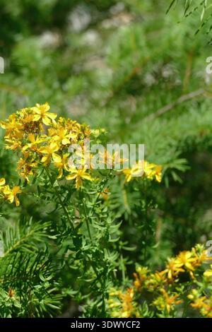 Gelbe Wildblumen im Mount Rainier National Park, Washington Stockfoto