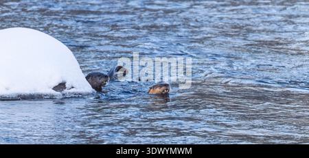 Nordamerikanische Flussotter an einem Januarmorgen im Norden von Wisconsin. Stockfoto