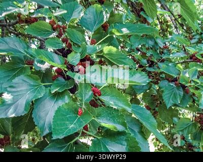 Das dichte, üppige grüne Baldachin aus Morus Maulbeerblättern, durchsetzt mit dunkelroten und schwarzen reifenden Beeren, schafft einen satten, natürlichen Hintergrund im Vollformat Stockfoto