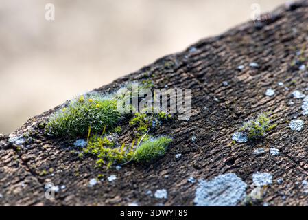 Grünes Moos wächst auf dem alten Backsteinwall Makrotexturhintergrund Stockfoto