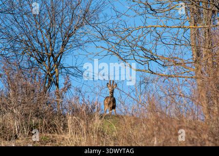 Roe Deer Buck steht auf Hill Silhouette in der Dämmerung Stockfoto