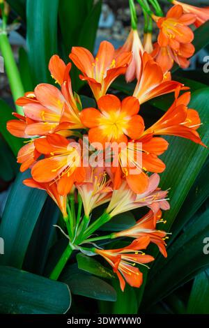 Clivia miniata, die Natal-Lilie oder Bush-Lilie. Nahaufnahme der Blume Clivia miniata. Makroaufnahme einer Orangenblüte im Garten Stockfoto