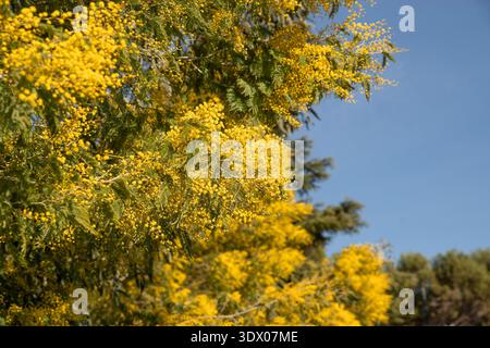 Blühender Mimosa-Baum vor blauem Himmel im Spätwinter bis frühen Frühling. Stockfoto