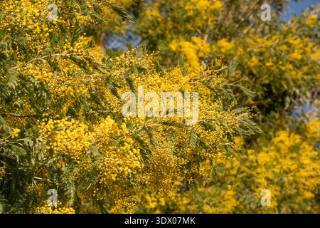 Mimosa-Baum in voller Blüte mit reichlich gelben Blüten im Frühling in Spanien. Stockfoto