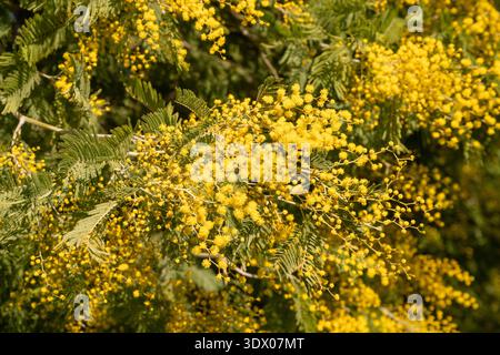 Nahaufnahme der blühenden Mimosa (Acacia dealbata) mit hellgelben Blüten im frühen Frühjahr. Stockfoto