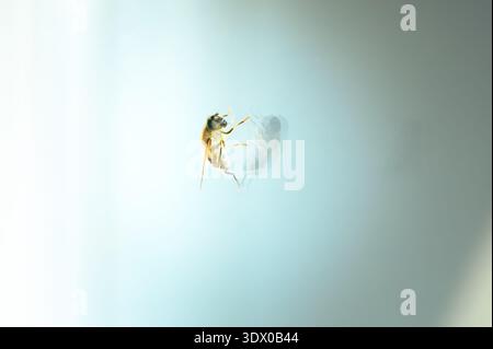 Makroaufnahme einer hoverfly hinter Glas, die detaillierte Körper und Beine sowie eine weiche, verschwommene Reflexion auf einem hellen Hintergrund zeigt. Stockfoto
