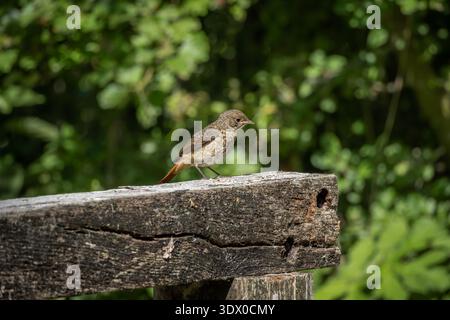 Juvenile Common Redstart auf Holzbalken Stockfoto