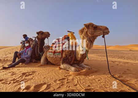 180 zwei Kamelfahrer und Domedare ruhen auf dem Erg Chebbi-Sand auf dem Weg von der Stadt zu den Wüstenlagern bei Sonnenuntergang. Merzouga-Marokko Stockfoto