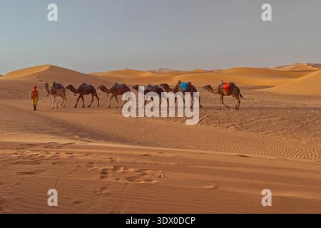181 Kamelfahrer und Dromedare durchqueren die Sanddünen von Erg Chebbi bei Sonnenuntergang auf dem Weg von der Stadt zu den Wüstenlagern. Merzouga-Marokko Stockfoto