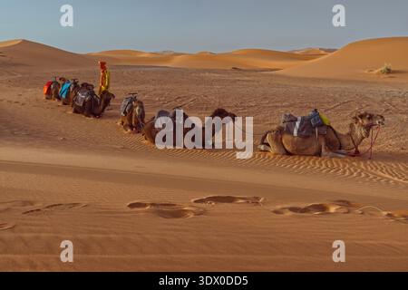 182 Kamelfahrer und Dromedare ruhen bei Sonnenuntergang auf den Sanddünen von Erg Chebbi auf dem Weg von der Stadt zu den Wüstenlagern aus. Merzouga-Marokko Stockfoto
