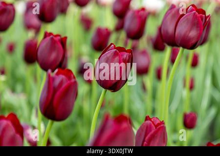 Rote Tulpen im Frühling im Park. Blumen im Garten Stockfoto