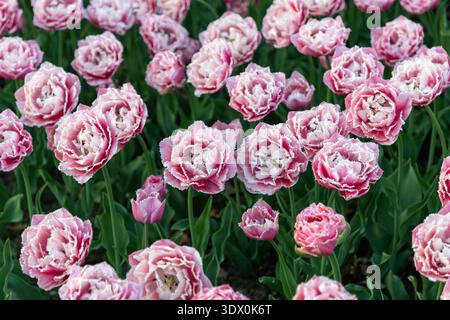 Pinkfarbene Tulpen blühen im Park. Blumen im Frühlingsgarten. Draufsicht Stockfoto