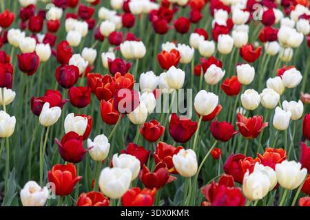 Hintergrund der roten und weißen Tulpen, die im saisonalen Parkblumenbeet blühen. Blumen im Frühlingsgarten. Tulip Festival in Ottawa, Kanada. Stockfoto