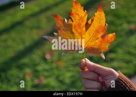 Halten Sie während der Herbstsaison in einem Park ein buntes Blatt Stockfoto