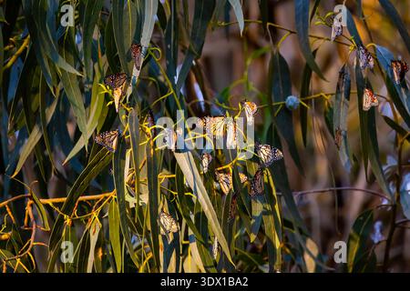 Nahaufnahme der Monarchschmetterlinge auf Eukalyptuszweigen im Pismo Beach Butterfly Grove Kalifornien natürliches Tageslicht Stockfoto