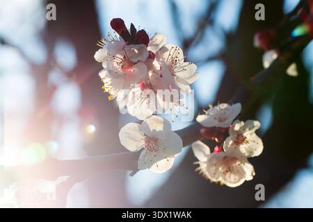 Aprikosenblüten mit weichem Fokus. Frühlingshafte weiße Blüten auf einem Baumzweig. Aprikosenbaum in Blüte. Frühling, Jahreszeiten, weiße Blüten von Aprikosenbäumen Stockfoto