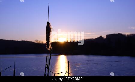 Typha latifolia, die sich vor einem warmen Frühlingssonnenuntergang abzeichnet, leuchtet am Horizont ein weicher Samenkopf, während das ruhige Wasser das verblassende Licht einer Ruhe reflektiert Stockfoto