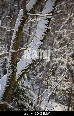 Nahaufnahme von schneebedeckten Baumstämmen und Ästen, die von warmer Wintersonne beleuchtet werden. Detaillierte Waldstruktur mit Moos und Frost, ideal für die Saison Stockfoto