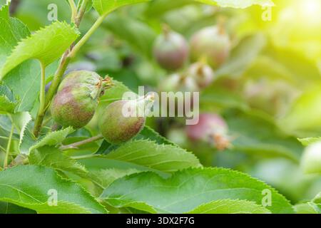 Junge Äpfel, die im Frühjahr auf einem Apfelbaumzweig wachsen. Unreife Früchte, umgeben von frischen grünen Blättern bei natürlichem Tageslicht, zeigen frühe Früchte Stockfoto