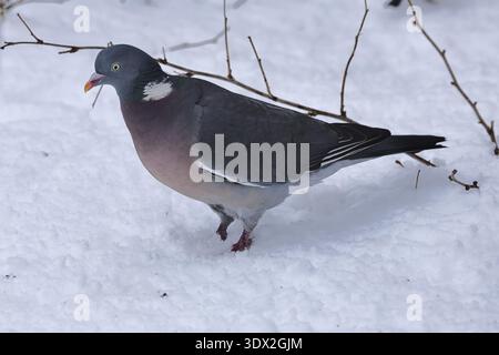 Ringtaube, Columba palumbus, Futtersuche, Burbach, Nordrhein-Westfalen Stockfoto