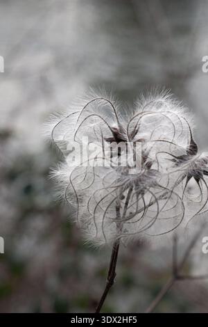 Zarter Samenkopf aus wilder Clematis mit federnden Federn und Lockenfilamenten, gefangen in weichem natürlichem Licht. Stockfoto