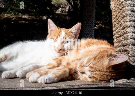Weiße und orangene türkische Katze schläft Stockfoto
