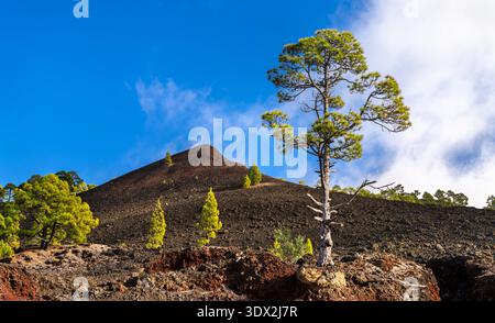 Malerische, sonnige Aussicht auf grüne kanarische Kiefern, die auf dem dunklen vulkanischen Aschekegel des Volcan Chinyero im Chinyero Special Nature Reserve auf Teneriffa wachsen. Stockfoto
