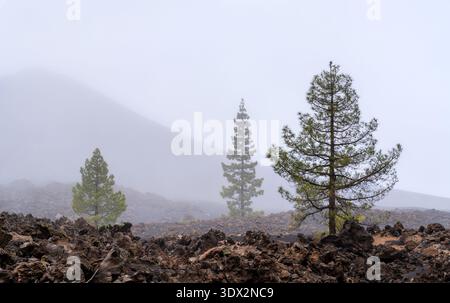 Malerischer Blick auf die grünen kanarischen Kiefern, die zwischen den dunklen vulkanischen Felsen und der Asche des Chinyero Special Nature Reserve auf Teneriffa, Kanarischen Inseln wachsen. Stockfoto