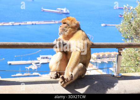 Barbarenmakaken auf einem Zaun am Felsen von Gibraltar, Großbritannien Stockfoto