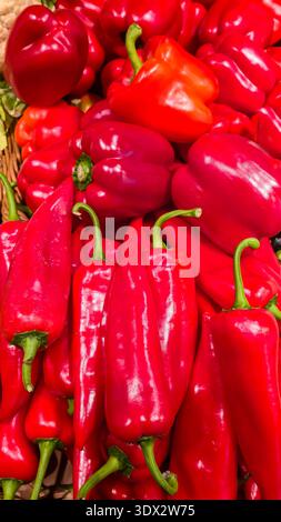 Rote Paprika in großen Boxen in den Regalen. Gemüseausstellung und -Verkauf. Stockfoto