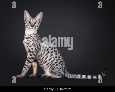 Wunderschöne silberne Savannah-Katze, die seitlich sitzt. Blick direkt auf die Kamera. Schluss nach oben. Isoliert auf schwarzem Hintergrund. Stockfoto