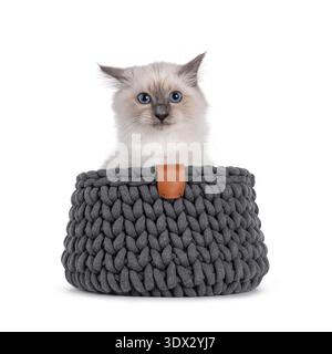 Hübsches heiliges Birman Katzenkätzchen, das in einem grauen Strickkorb sitzt. Ich schaue sehr genervt in Richtung Kamera mit typisch blauen Augen. Isoliert auf weißem Hintergrund. Stockfoto