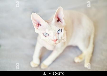 Sphynx Devon Rex Katze Nahaufnahme. Porträt eines Haustiers. Die Katze spielt mit dem Besitzer zu Hause auf dem Bett. Schöne blaue Katzenaugen. Exotische Katzenrasse. Tier mit kurzen Haaren Stockfoto