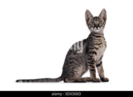 Süßes schwarzes, tabbygepunktetes Savannah-Katzenkätzchen, das seitlich sitzt. Blick direkt auf die Kamera. Isoliert auf weißem Hintergrund. Stockfoto