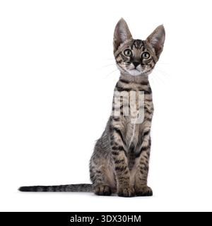 Süßes schwarzes, tabby gepunktetes Savannah-Katzenkätzchen, das vorne sitzt. Blick direkt auf die Kamera. Isoliert auf weißem Hintergrund. Stockfoto