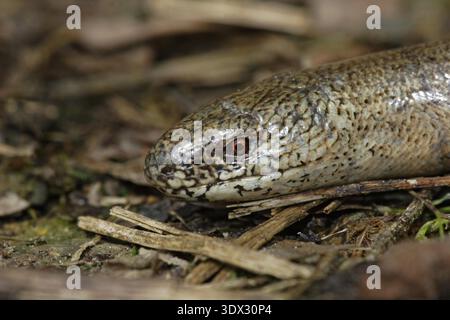 Blindschleiche, Anguis fragilis, langsamer Wurm Stockfoto