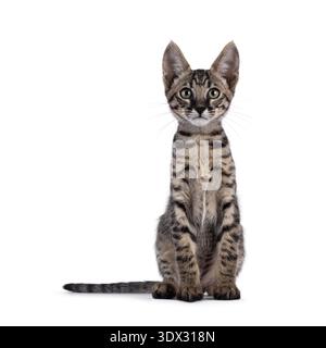 Süßes schwarzes, tabby gepunktetes Savannah-Katzenkätzchen, das vorne sitzt. Blick direkt auf die Kamera. Isoliert auf weißem Hintergrund. Stockfoto