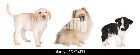 Set von niedlichen Hunden isoliert auf weißem Hintergrund. Stockfoto