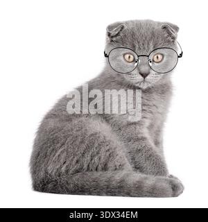 Niedliche graue Scottish Fold Katze mit Brille isoliert auf weißem Hintergrund. Stockfoto