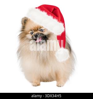 Niedlicher pommerscher Hund mit rotem weihnachtsmann Hut auf isoliertem weißem Hintergrund. Stockfoto