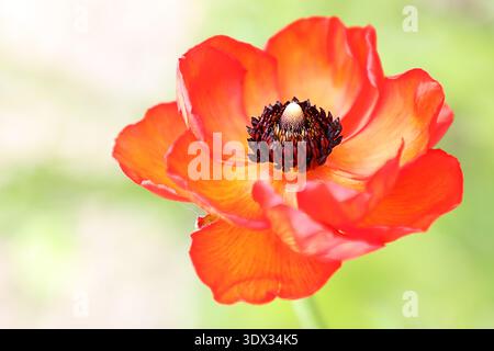 Ein Persischer Buttercup Ranunkulus (Ranunkulus asiaticus) fotografiert im National Trust Garden in Blickling Hall. Stockfoto