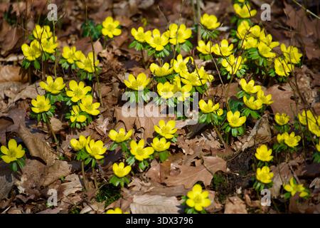 Gelbe Winterakonit-Blüten blühen im Frühfrühlingswald. Stockfoto