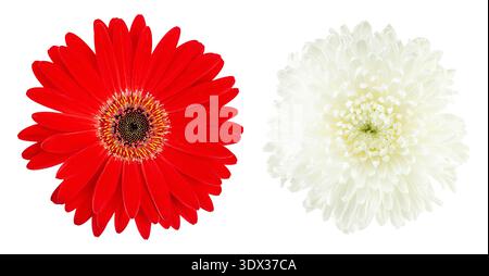 Zwei lebendige Blumenköpfe: Rote Gerbera Gänseblümchen und weiße Chrysantheme isoliert auf weißem Hintergrund. Draufsicht auf blühende Blumenelemente für Frühlingsdesi Stockfoto