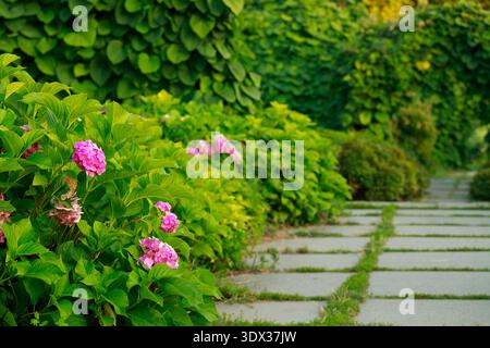 Ein Steinweg schlängelt sich durch einen wunderschön gepflegten Garten mit blühenden Hortensien und grünen Büschen und schafft eine ruhige Natur Stockfoto